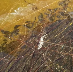 Dondice occidentalis