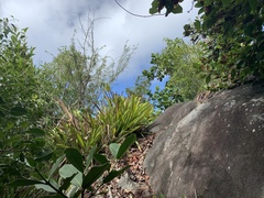 Wittmackia lingulata