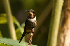 Philodice mitchellii