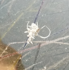 Dondice occidentalis