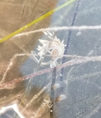 Dondice occidentalis