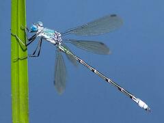 Lestes eurinus