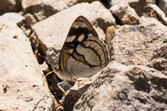 Dynamine tithia