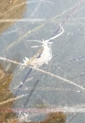 Dondice occidentalis