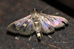 Diaphania