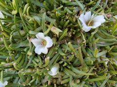 Calandrinia compacta