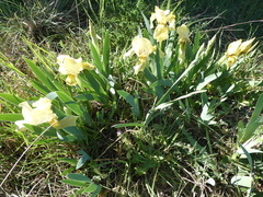 Iris lutescens