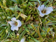 Calandrinia compacta