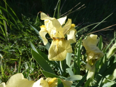 Iris lutescens