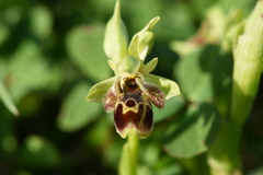 Ophrys umbilicata attica
