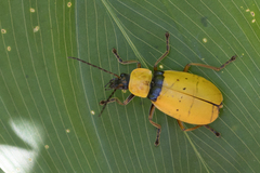 Chauliognathus missionum