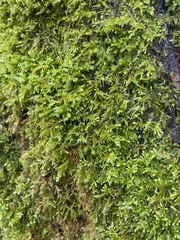 Claopodium crispifolium