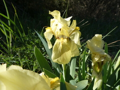 Iris lutescens