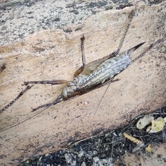 Ancistrocercus circumdatus