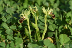 Ophrys umbilicata attica