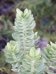 Gomphocarpus cancellatus