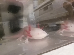 Ambystoma mexicanum