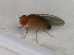 Drosophila melanogaster