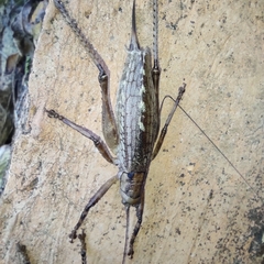 Ancistrocercus circumdatus