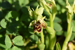 Ophrys umbilicata attica