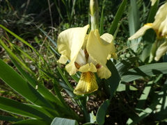 Iris lutescens