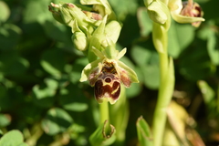 Ophrys umbilicata attica