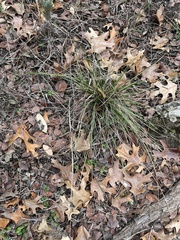 Nassella leucotricha