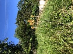 Tetragonia implexicoma