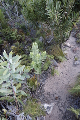 Gomphocarpus cancellatus