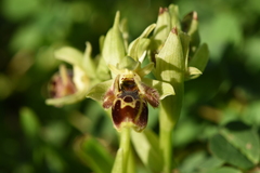Ophrys umbilicata attica