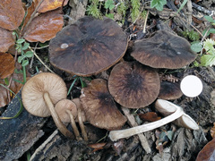 Pluteus umbrosus