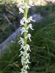 Platanthera dilatata leucostachys