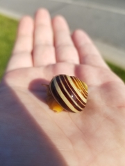 Cepaea
