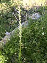 Platanthera dilatata leucostachys