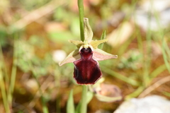 Ophrys helenae