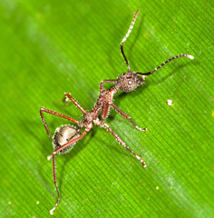 Dolichoderus attelaboides