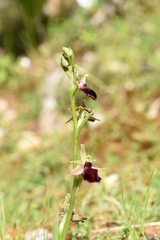 Ophrys helenae