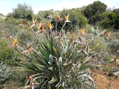 Strelitzia reginae reginae