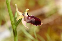 Ophrys helenae