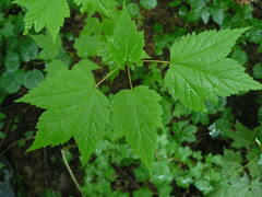 Acer spicatum