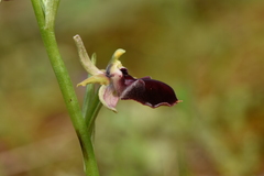 Ophrys helenae