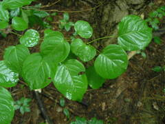 Pyrus ussuriensis