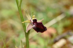 Ophrys helenae