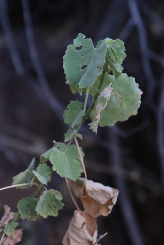 Image of Abutilon pycnodon by (c) Tony Rebelo, some rights reserved (CC BY-SA)