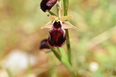 Ophrys helenae