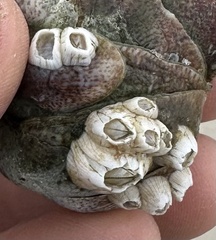 Amphibalanus improvisus