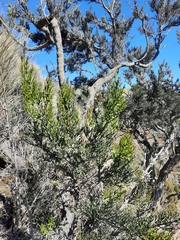 Colletia spinosissima