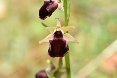 Ophrys helenae
