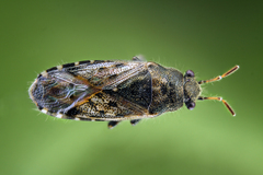 Heterogaster urticae