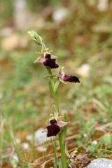 Ophrys helenae